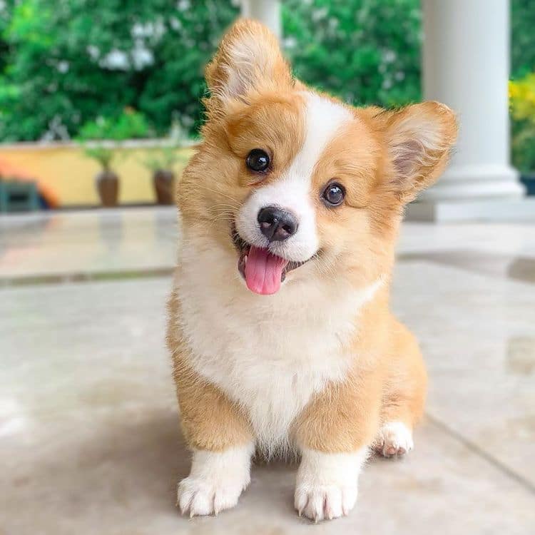 Ảnh Chó Corgi – Chân Ngắn, Đáng Yêu Vô Đối