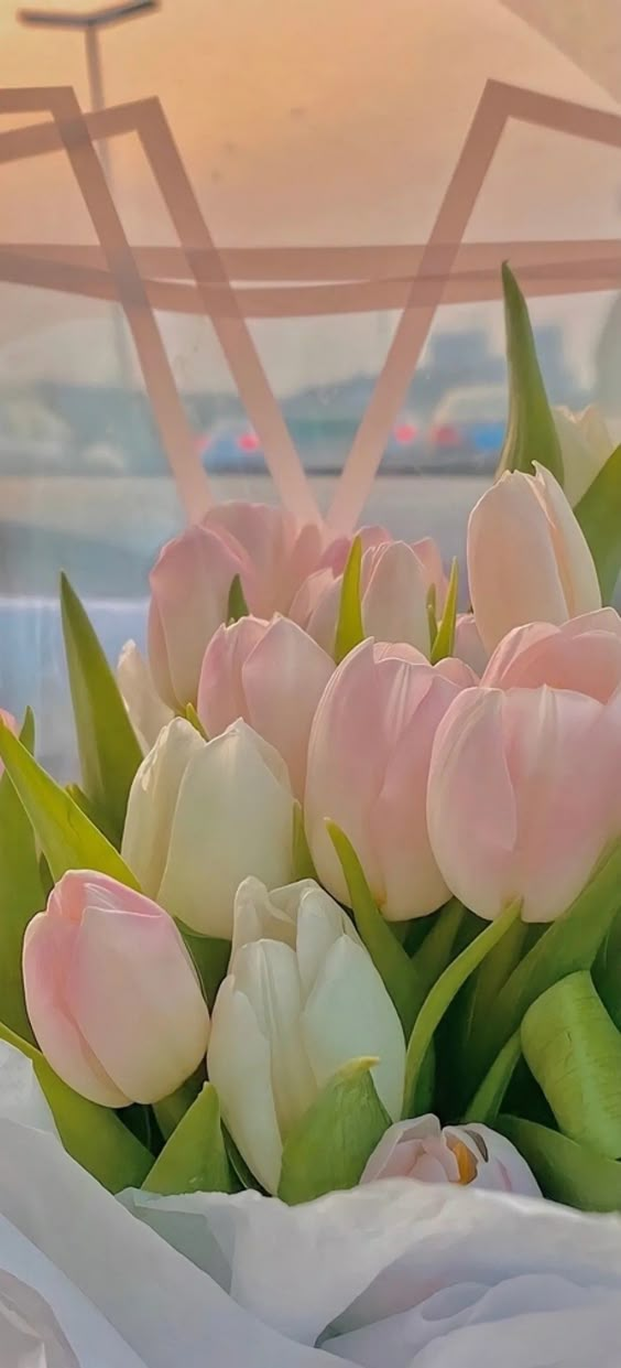 Ảnh hoa tulip – Vẻ đẹp tươi mới và tinh khôi (15)