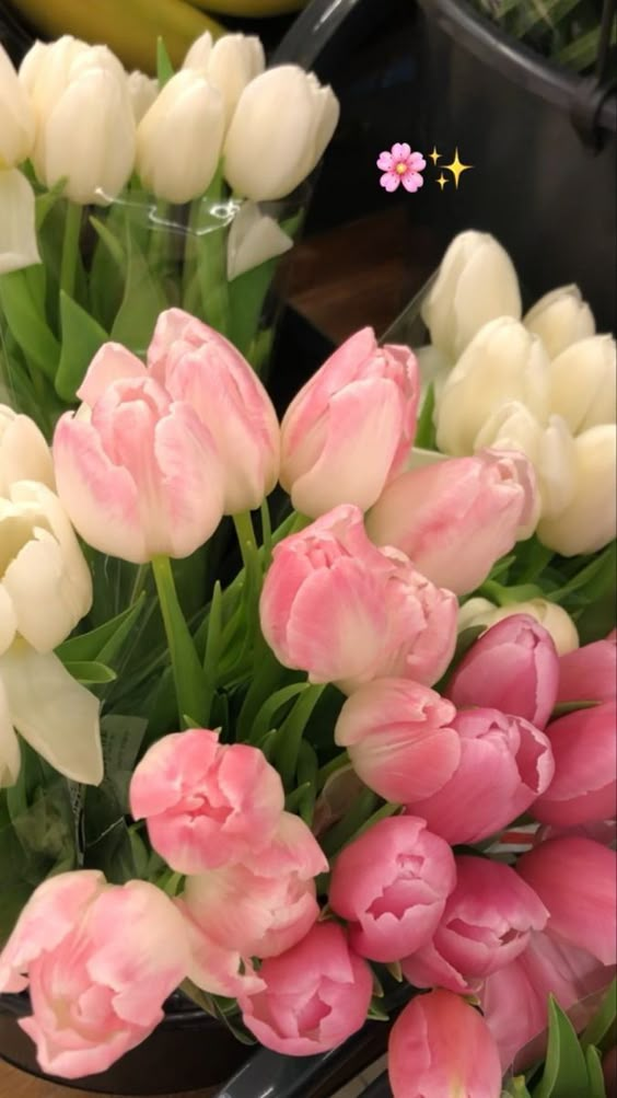 Ảnh hoa tulip – Vẻ đẹp tươi mới và tinh khôi (17)