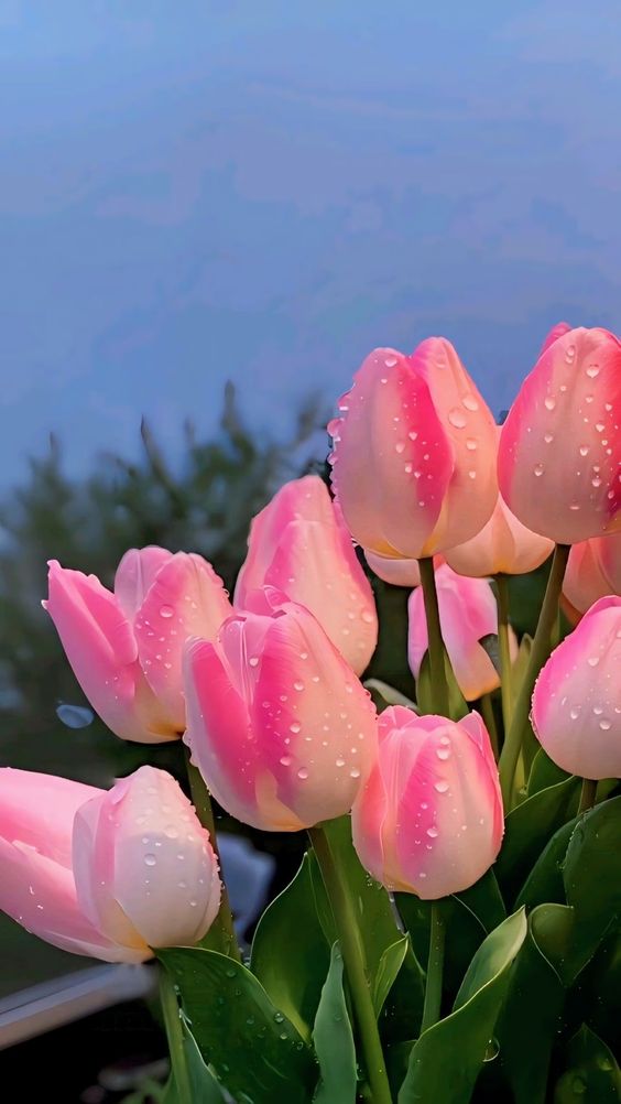 Ảnh hoa tulip – Vẻ đẹp tươi mới và tinh khôi (2)