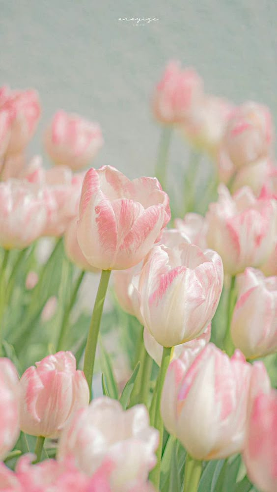 Ảnh hoa tulip – Vẻ đẹp tươi mới và tinh khôi (21)