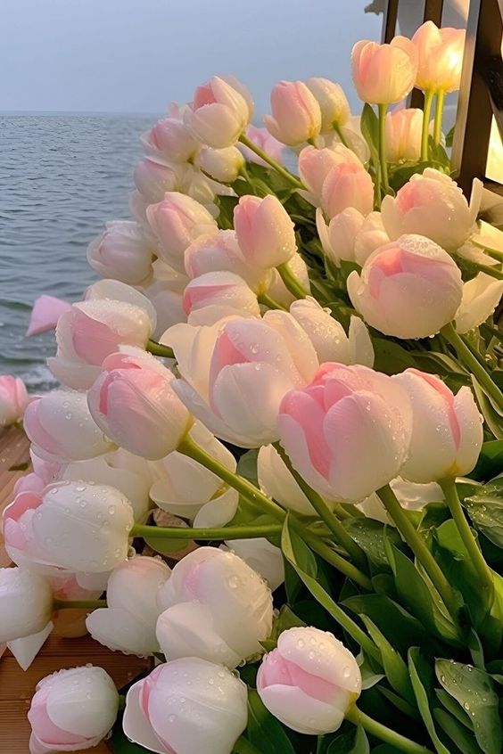 Ảnh hoa tulip – Vẻ đẹp tươi mới và tinh khôi (23)