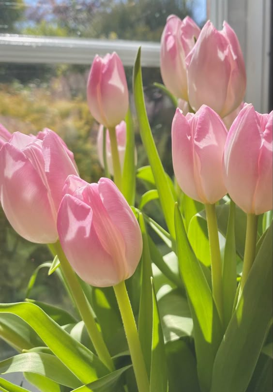 Ảnh hoa tulip – Vẻ đẹp tươi mới và tinh khôi (24)